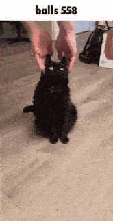 a person is petting a black cat with the words balls 558 written above it .