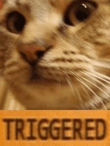 Cat Triggered GIF - Cat Triggered GIFs