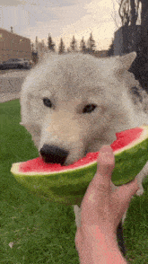 a dog is eating a slice of watermelon