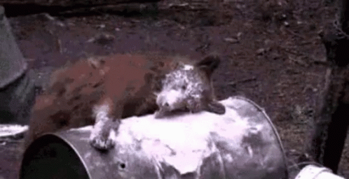 Cocaine Bear GIF - Cocaine Bear Tantrums - Discover & Share GIFs