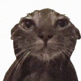 a close up of a cat 's face with dots on it