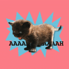 Toutfeutoutcam Cat GIF - Toutfeutoutcam Cat Cat Meme GIFs