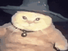 a cat wearing a witch hat and a collar .