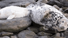Seal Feed GIF - Seal Feed Breastfeed GIFs