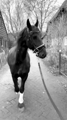 black horse riding jan pereira