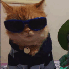 Cool Cat Thug Life Glasses GIF - Cool Cat Thug Life Glasses Cat GIFs