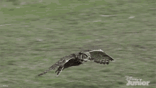 Owl In Flight Mickey Mouse Funhouse GIF
