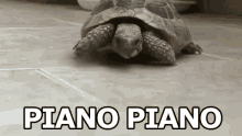 Piano Piano Lentamente Va Piano Tartaruga GIF - Slowly Go Slowly Turtle GIFs