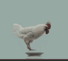 chicken cock dance gallo kikiriki