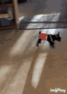 Goats Baby GIF - Goats Baby Ready GIFs