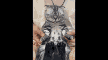 a person is petting a cat 's belly with their hands .