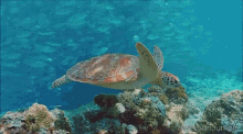 sea turtle bbc earth ocean nature swimming