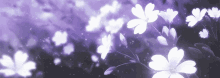 Flower Purple GIF - Flower Purple Anime GIFs