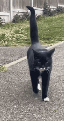 Whutom Cat GIF - Whutom Cat GIFs