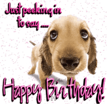 Happy Birthday GIF - Happy Birthday Dog GIFs