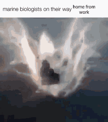 Marine Biologist GIF - Marine Biologist Marine Biologist GIFs