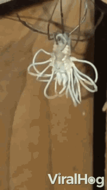 Moving Closer Spider GIF