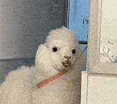 a white alpaca with a pink collar is standing next to a door