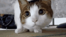 Cat Curious GIF - Cat Curious Beef GIFs