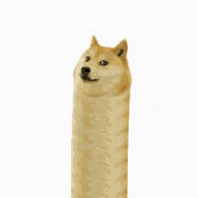 Noodles Doggo GIF