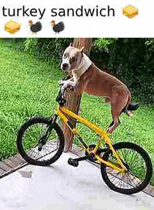 a dog is riding a bike with a turkey sandwich on the front .