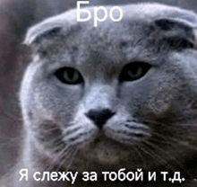 a close up of a cat 's face with a caption in russian that says bro