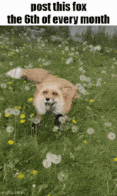 a fox is laying in a field of dandelions with a caption that reads post this fox the 6th of every month