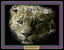 Gif Full Jaguar GIF - Gif Full Jaguar Looking GIFs