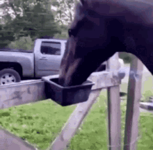 Ridewithp Horse GIF - Ridewithp Horse GIFs
