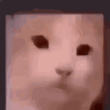 Cube Cat GIF - Cube Cat GIFs