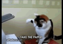 Me Vs. Printer GIF - Printer Cat Take The Paper GIFs