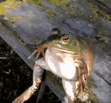 Frog Pokelawls GIF - Frog Pokelawls Poke GIFs