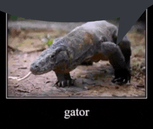 Oganarchy Gator GIF - Oganarchy Gator Swiftpunishments GIFs