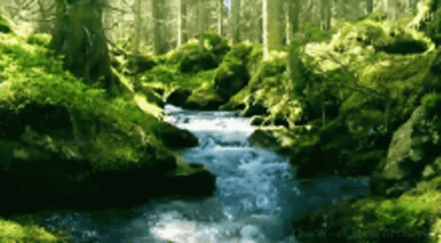 Natureza Stream GIF - Natureza Nature Stream - Discover ...