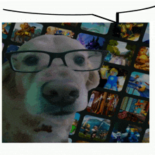 nerd nerd dog