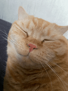 an orange cat with its eyes closed and a red nose