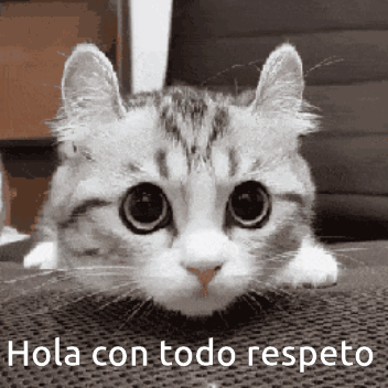 Hello Con Todo Respeto GIF - Hello con todo respeto - Discover & Share GIFs