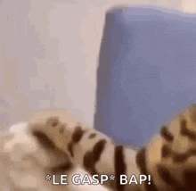 Bap Cat Bap GIF - Bap Cat Bap Cats GIFs