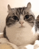 a close up of a cat laying on a blanket on a bed looking at the camera .