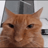 Pissed Furious GIF - Pissed Furious Cat GIFs