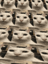 Canny Cat Cat Wall GIF - Canny Cat Canny Cat GIFs