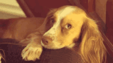 Dog Tired GIF - Dog Tired Relax GIFs