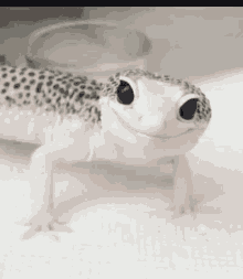 Gecko Wink GIF - Gecko Wink Excited GIFs