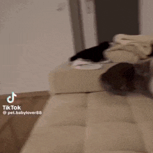 a tiktok video of a cat laying on a couch with the hashtag pet.babylover88