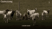 a dozen goats field free roaming grass