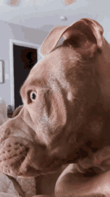 Pitbull Suspect GIF - Pitbull Suspect Sus Dog GIFs