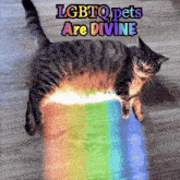 a cat laying on the floor with a rainbow behind it and the words lgbtq pets are divine above it