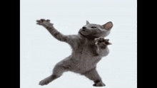 Cat Dancing Rabelious GIF - Cat Dancing Rabelious GIFs