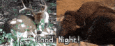 a picture of a deer and a picture of a bear with the words good night on the bottom
