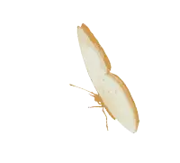 a white butterfly with a brown border is flying on a white background